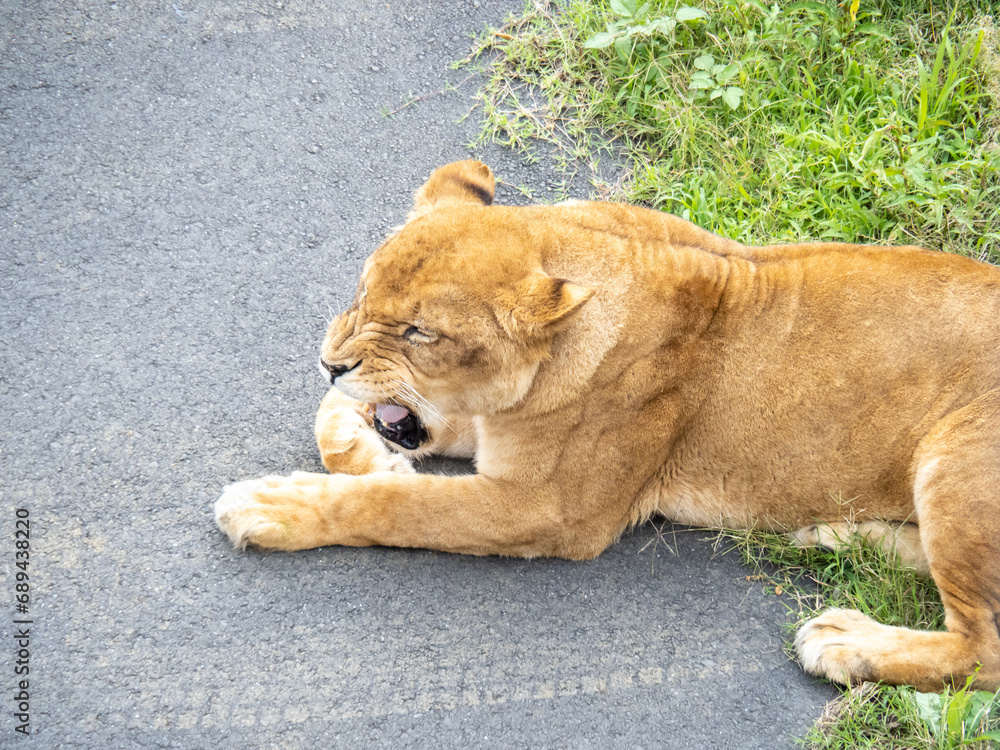 Obraz premium ライオン(メス)。 