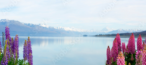 Lupines over Lake front, Mount Cook Regeon, New Zealand 