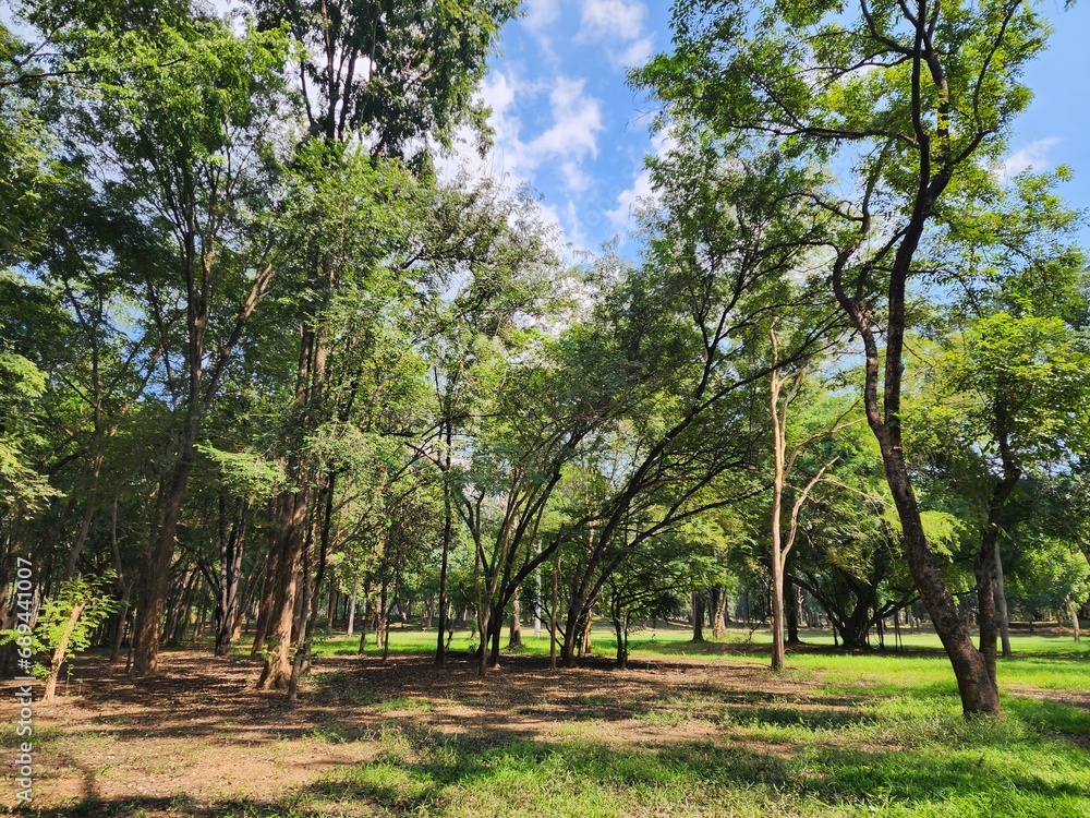 Obraz premium tree in the park