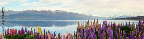 Panorama of lake Pukaki , snowy mountains reflecting in the water with a foreground of lupines photo