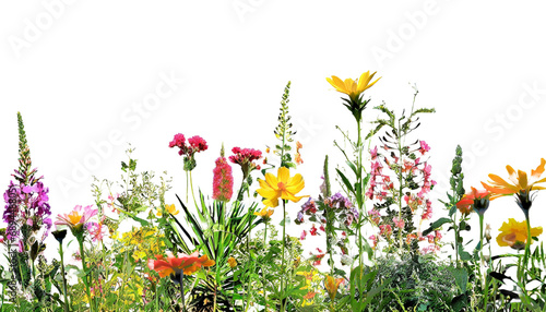 Evergreen colorful flower field in nature, Flowres on garden in springtime, Tropical forest isolated on transparent background