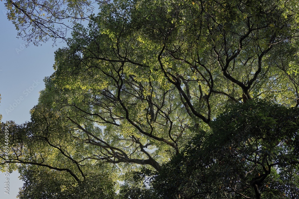 Obraz premium 晩秋の浜離宮恩賜庭園