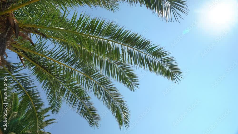 Bottom view of cloudless sky, sun from under palm tree at tropical resort Picturesque relaxing landscape of island, advertising of summer tours, resorts, tourist packages at sea Relaxing holiday Bottom view of cloudless sky, sun from under palm tree at tropical resort Picturesque relaxing landscape of island, advertising of summer tours, resorts, tourist packages at sea Relaxing holiday