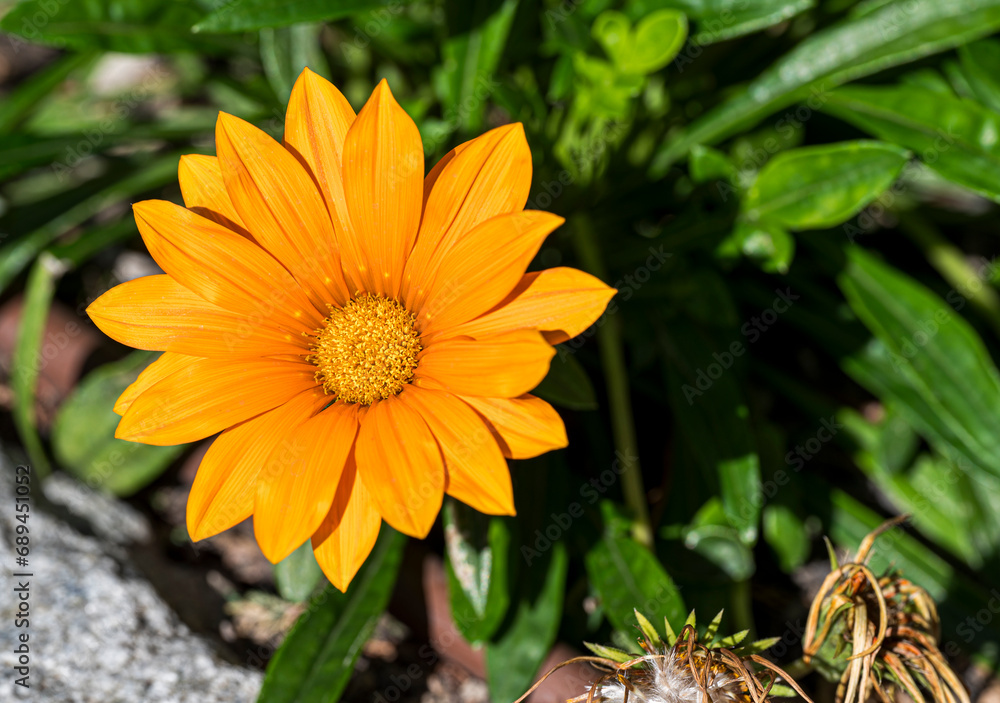 Close-up of a yellow Gazania linearis flower Close-up of a yellow Gazania linearis flower