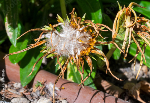 Dry flower with flying seeds of Gazania linearis plant