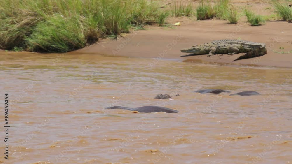 Hippopotamus' in dirty river near crocodile on shore Hippopotamus' in dirty river near crocodile on shore