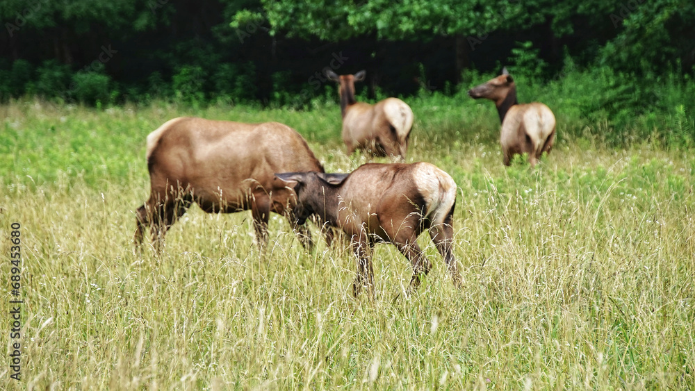 Elks in Great Smoky Mountains National Park. Wildlife watching. large elks with antlers/horns. Elks in Great Smoky Mountains National Park. Wildlife watching. large elks with antlers/horns.