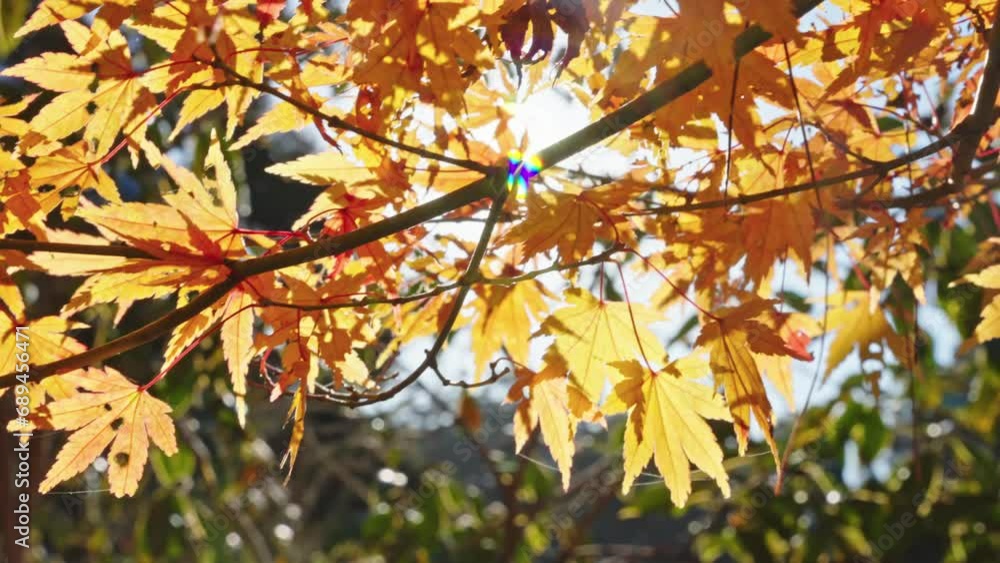 Sunlight shines through the maple forest in Lushan Scenic Area, Jiangxi Sunlight shines through the maple forest in Lushan Scenic Area, Jiangxi
