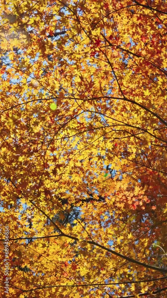 Sunlight shines through the maple forest in Lushan Scenic Area, Jiangxi Sunlight shines through the maple forest in Lushan Scenic Area, Jiangxi