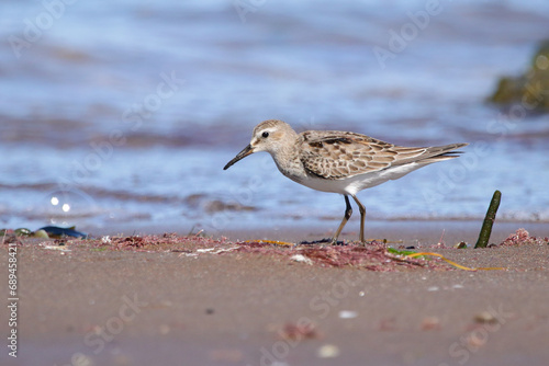 Little shorebird