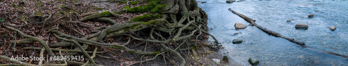 Panoramic view of twisting roots with moss next to blue water 