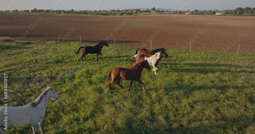 horses in a prairie in central portugal slow motion drone shot