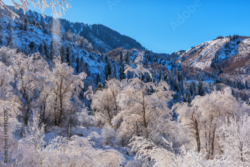 Snow-covered trees in the Trans-Ili Alatau mountains in the outskirts of the Kazakh city of Almaty on a winter morning