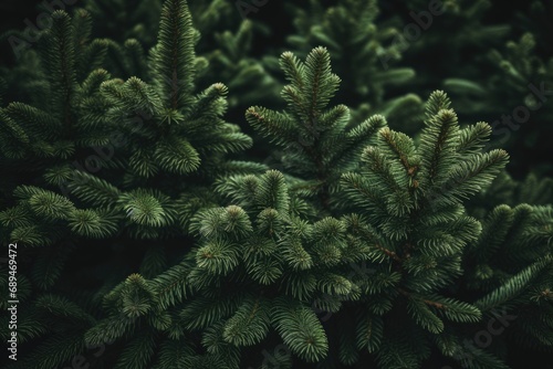 Close-up of Lush Green Pine Needles of Christmas Tree