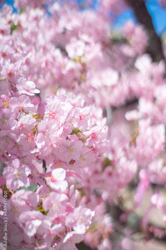 Fototapeta premium 河津桜