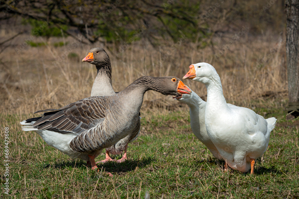 A group of white and gray geese walks across a field. A group of white and gray geese walks across a field.
