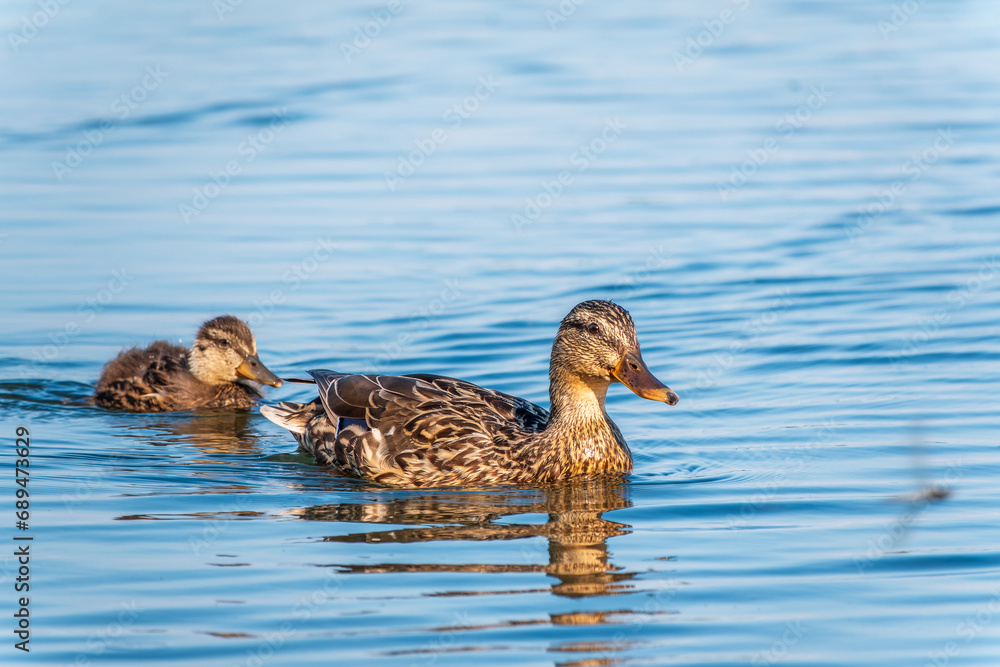 A family of ducks, a duck and its little ducklings are swimming in the water. The duck takes care of its newborn ducklings. Mallard, lat. Anas platyrhynchos A family of ducks, a duck and its little ducklings are swimming in the water. The duck takes care of its newborn ducklings. Mallard, lat. Anas platyrhynchos