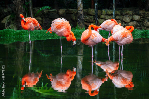 A group of American flamingo birds stand in the water on a lake.