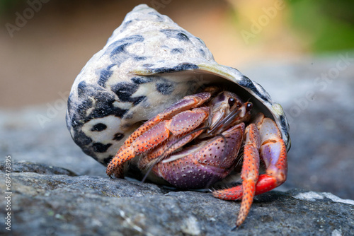 Hermit crab crawling on the beach