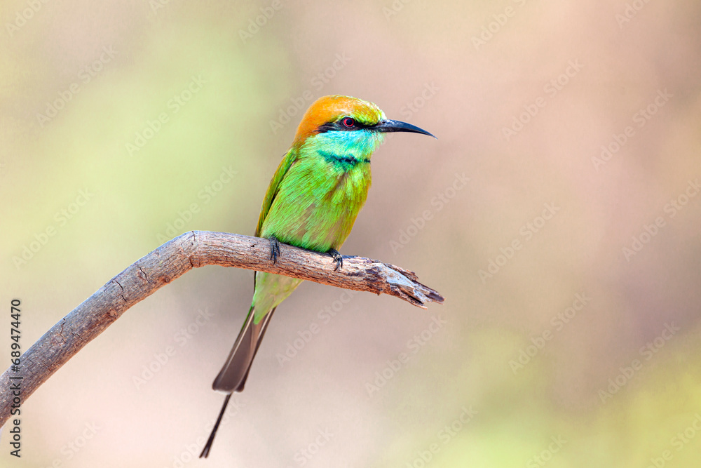 The green bee-eater (Merops orientalis) sometimes little green bee-eater sitting on the branch The green bee-eater (Merops orientalis) sometimes little green bee-eater sitting on the branch