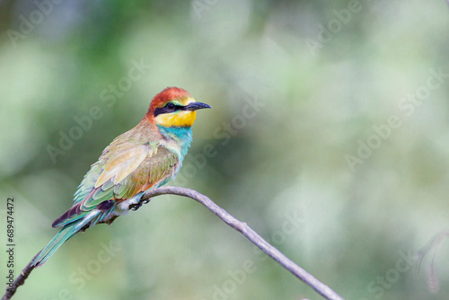 European Bee-eater sitting on a stick