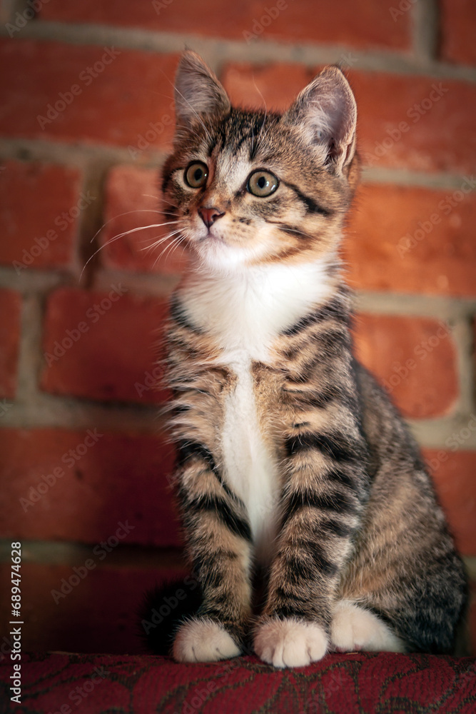 Fototapeta premium Portrait of a funny striped kitten against the background of a brick wall... 