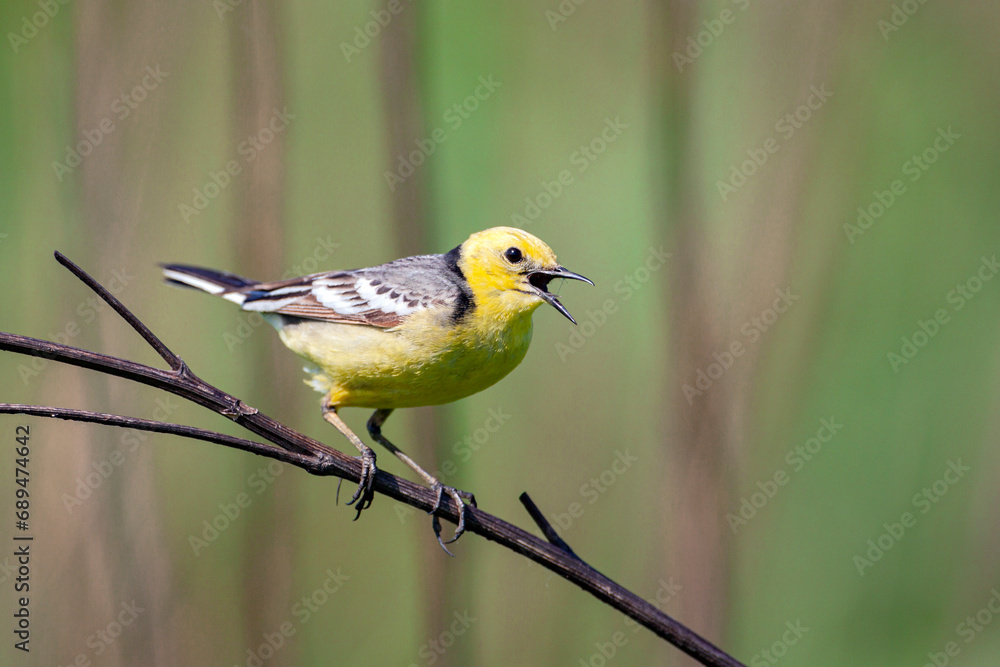 Bird Citrine wagtail sits on a branch...
Bird Citrine wagtail sits on a branch...