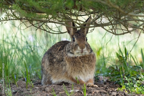 wild Eastern cottontail rabbit in the grass