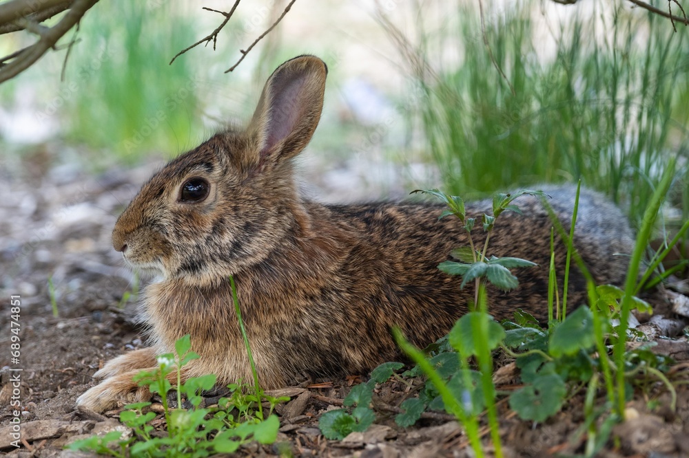 Fototapeta premium wild Eastern cottontail rabbit lying in the grass