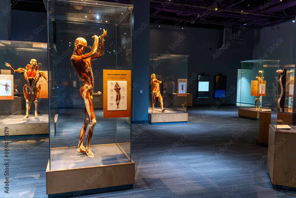 Body Worlds Decoded at Tech Museum in San Jose. The Tech Interactive
