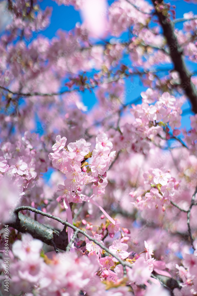 河津桜と空