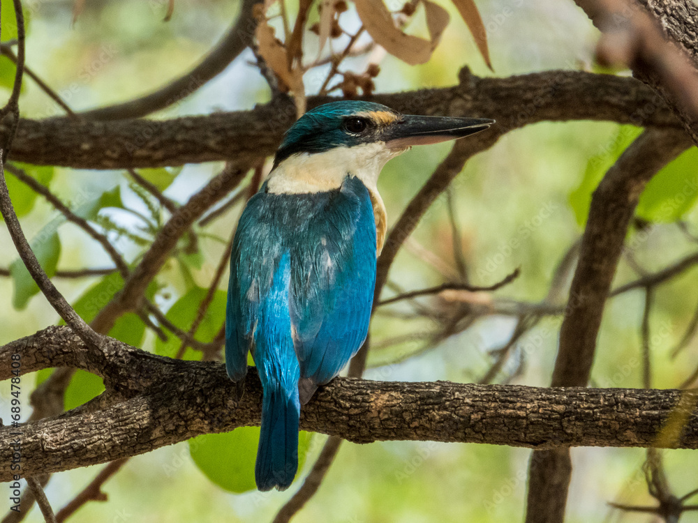 Sacred Kingfisher in Queensland Australia