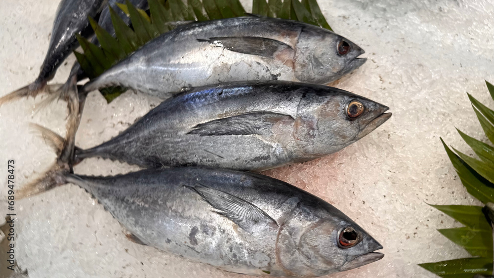 Tuna Mackerel fish fresh in the ice, local produce fish, japanese katsuo fish, or bonito tuna or cakalang or tongkol Tuna Mackerel fish fresh in the ice, local produce fish, japanese katsuo fish, or bonito tuna or cakalang or tongkol