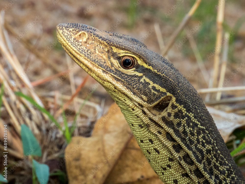 Naklejka premium Sand Goanna in Queensland Australia