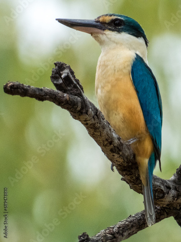 Sacred Kingfisher in Queensland Australia