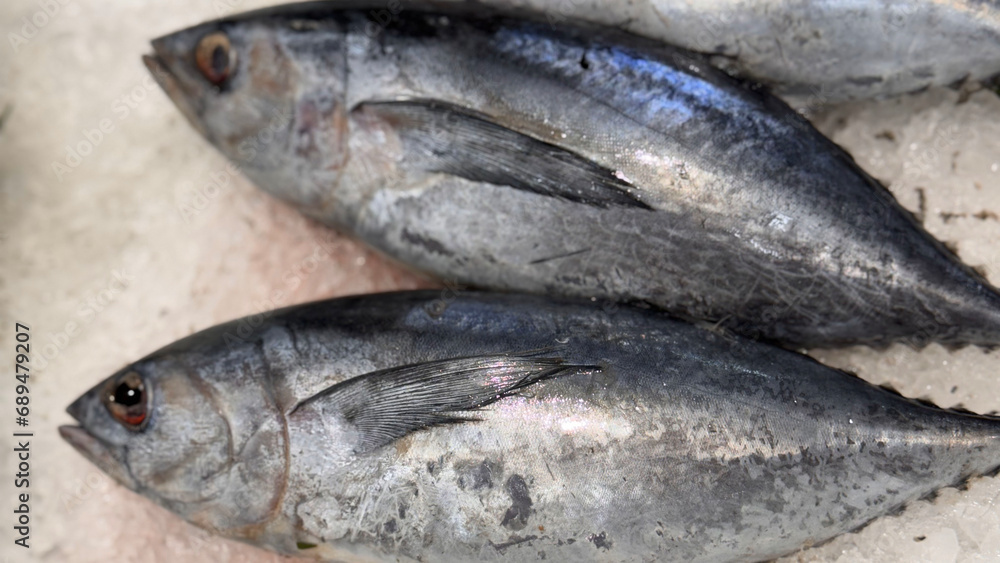 Tuna Mackerel fish fresh in the ice, local produce fish, japanese katsuo fish, or bonito tuna or cakalang or tongkol Tuna Mackerel fish fresh in the ice, local produce fish, japanese katsuo fish, or bonito tuna or cakalang or tongkol