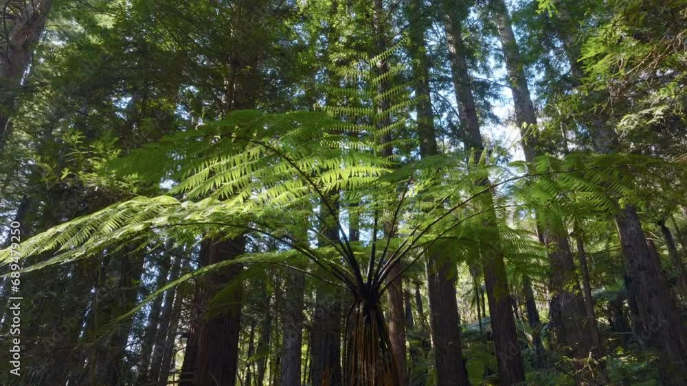 Aerial: Fern forest and Redwood trees in Whakarewarewa Forest, Rotorua, New Zealand Aerial: Fern forest and Redwood trees in Whakarewarewa Forest, Rotorua, New Zealand