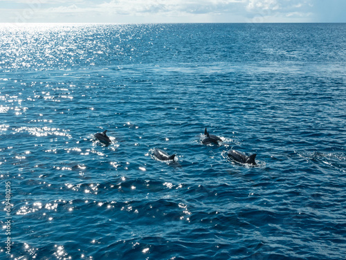 Dolphin family in the Pacific ocean, Guam Dolphin Cruise