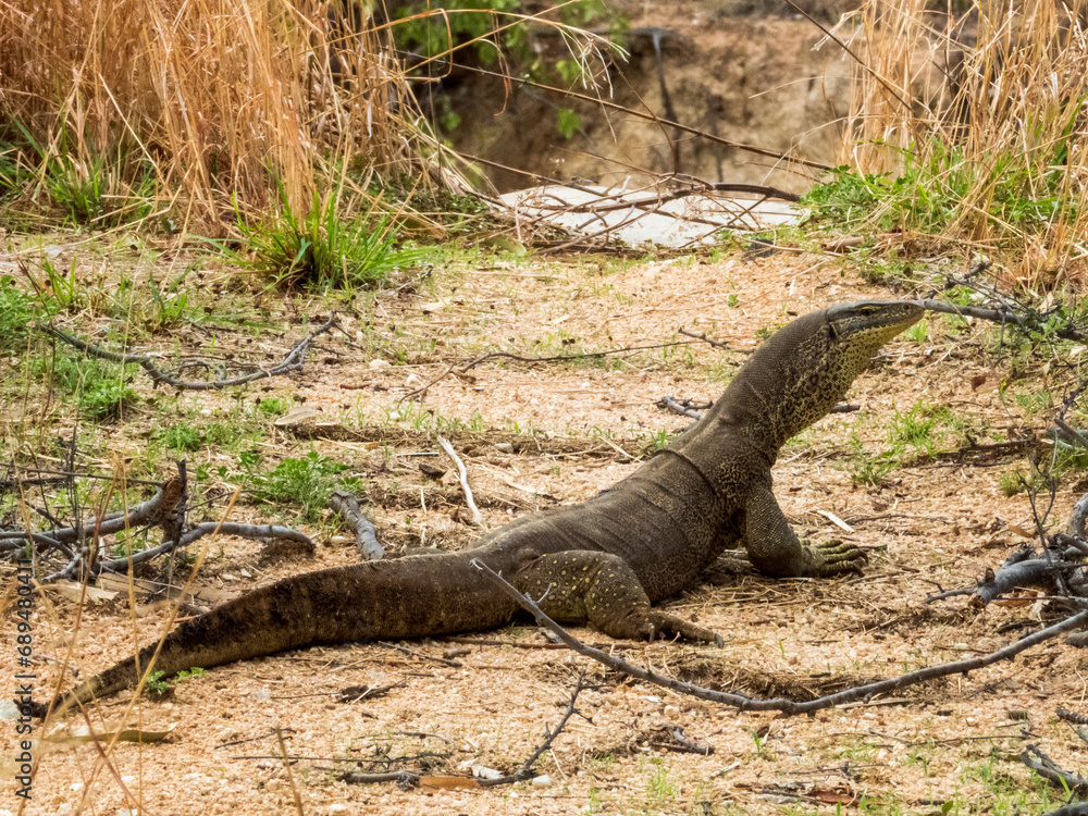Sand Goanna in Queensland Australia Sand Goanna in Queensland Australia