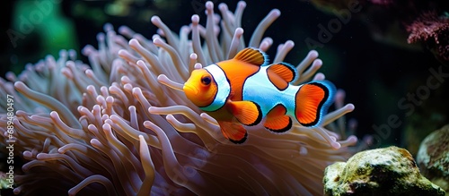 Anemonefish and anemones have a symbiotic relationship. © 2rogan