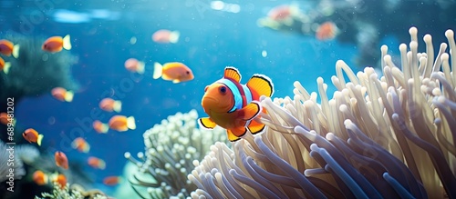 Clown fish and anemones have a symbiotic relationship while swimming. photo