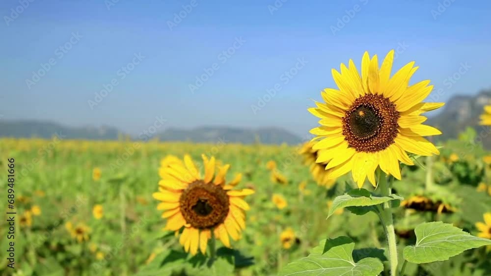 Beautiful panoramic view of the sunflower field in the sunny day. Yellow sunflower close-up. Beautiful panoramic view of the sunflower field in the sunny day. Yellow sunflower close-up.