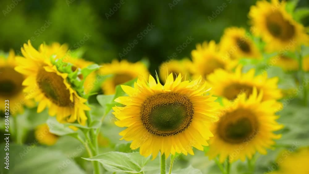 Sunflower field in sunny day. Sunflower blooming season. Closeup of a field of sunflowers. Sunflower field in sunny day. Sunflower blooming season. Closeup of a field of sunflowers.
