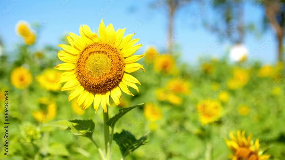 Field of bright yellow sunflowers and blue sky. Panoramic view of the sunflower field Field of bright yellow sunflowers and blue sky. Panoramic view of the sunflower field