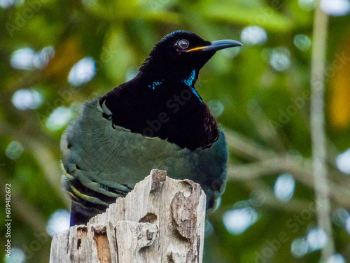 Victoria's Riflebird in Queensland Australia photo