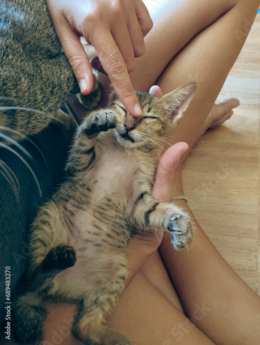 Fototapeta Naklejka Na Ścianę i Meble -  Overhead view of an adorable kitten being cuddled and petted by human hands