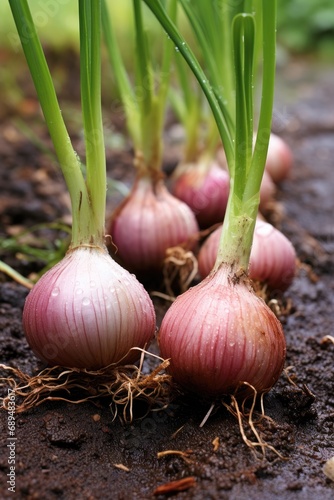 Onions growing from the ground