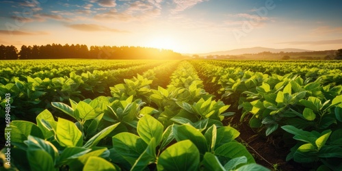 Soy field and soy plants in...