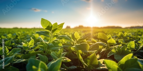 Soy field and soy plants in...