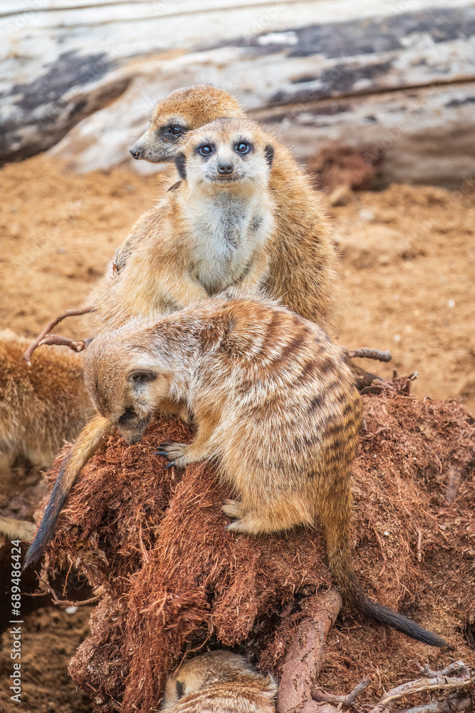 Fototapeta premium A group of cute meerkats. Meerkat Family are sunbathing.